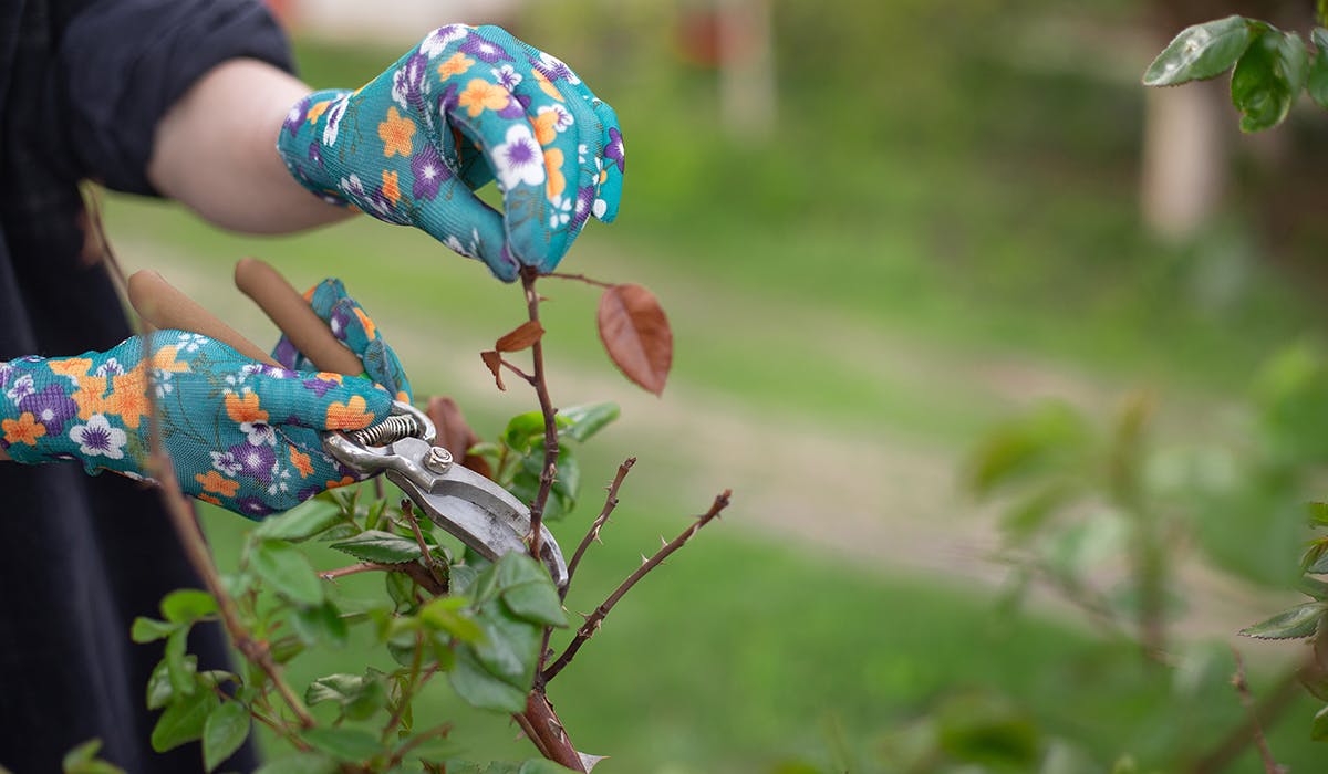 How and when to trim roses